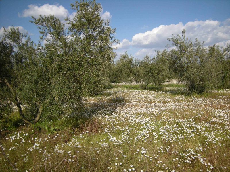 Andalucía celebra el Día Mundial del Medio Ambiente con actividades a lo largo de la primera semana de junio