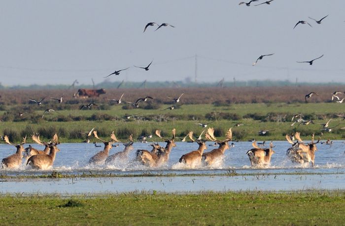 Netzero_Doñana edita un folleto divulgativo para empresas y ayuntamientos del área de influencia de Doñana