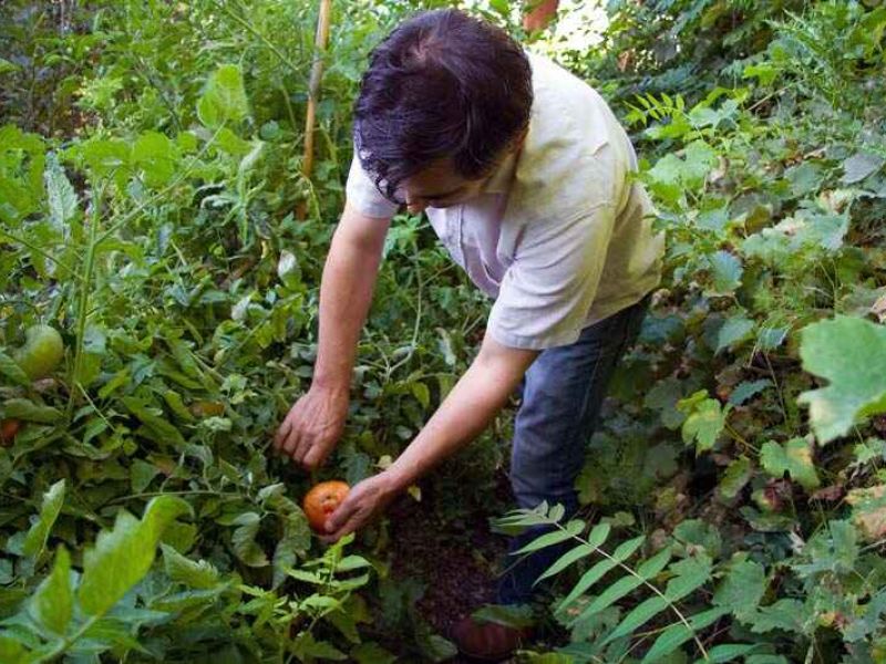 Los auditores de la UE consideran que el sistema de control de productos ecológicos ha mejorado, pero aún se puede avanzar más