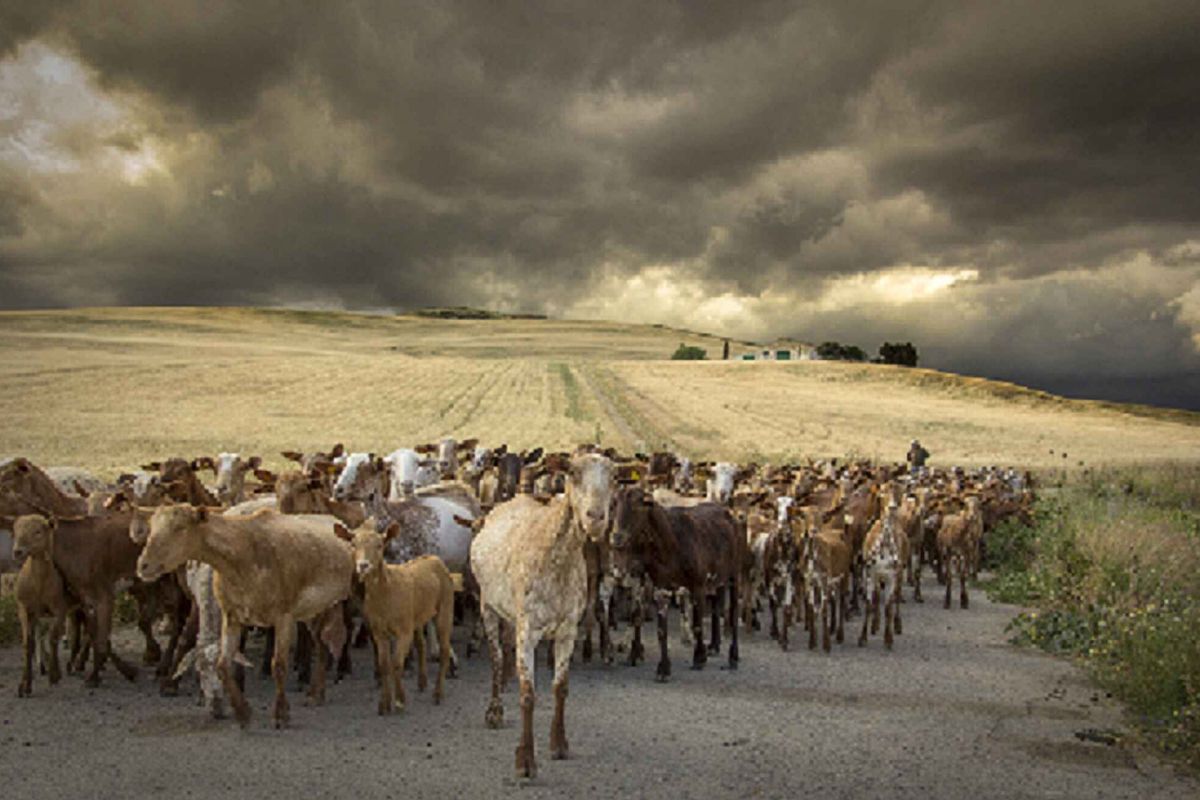 Fallado el concurso de fotografía ‘Medio Rural en Andalucía 2019’ en el que han participado 673 trabajos de 108 personas