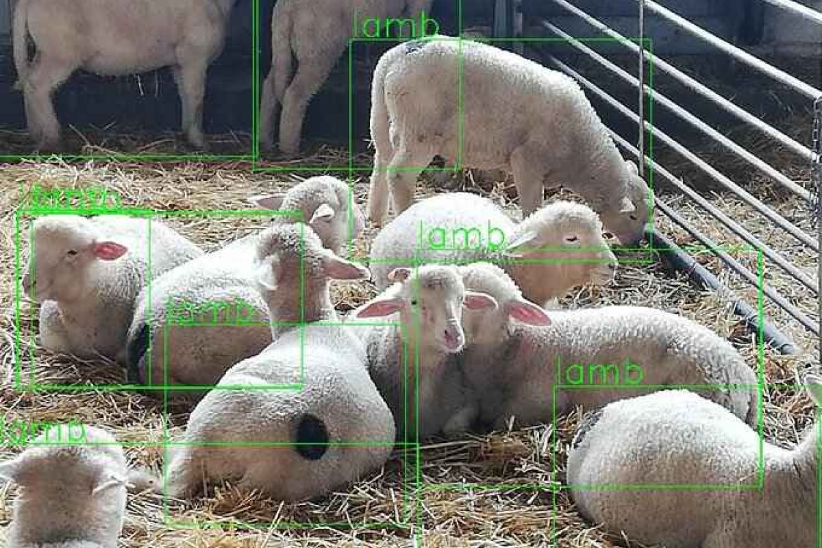 Sierra Morena Cordobesa participa en el Grupo Operativo Quality Lambs