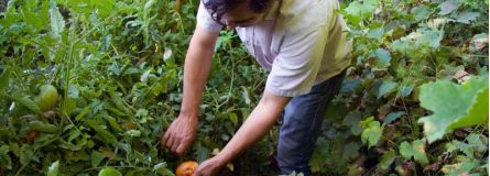 HuertoTomates a7b46279