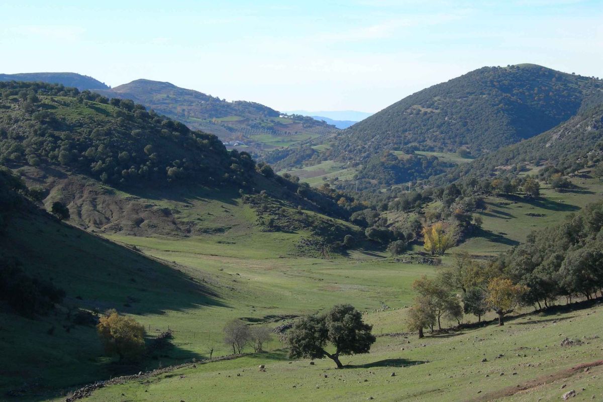 Abierto el plazo de solicitud de las ayudas para incrementar el valor medioambiental de los ecosistemas forestales andaluces