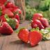 Netzero Doñana: producción ecológica y sostenible de frutos rojos en Almonte