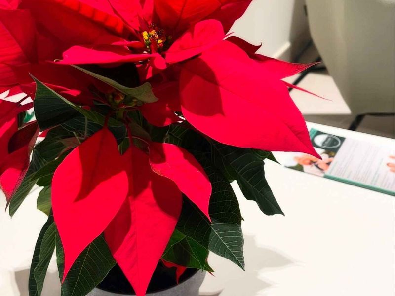 LEADER ilumina la Navidad de la unidad de estancia diurna  El Mirador de Úbeda