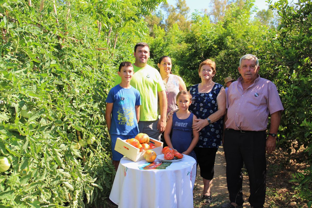 Comienza la temporada del tomate Huevo Toro 2019 en el Valle del Guadalhorce