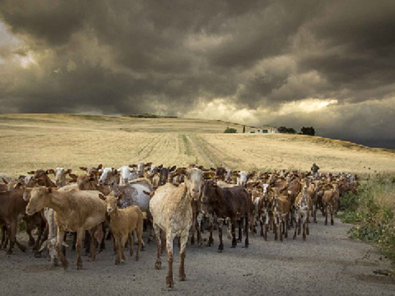 Una foto sobre trashumancia en Los Pedroches, ganadora del concurso ‘Medio Rural en Andalucía’
