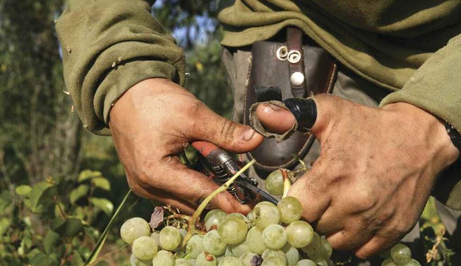 La agricultura, entre los sectores mejor valorados tras la COVID-19