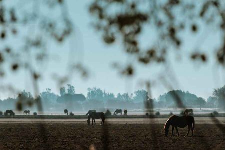 img venta mauro 006 afefcf8f