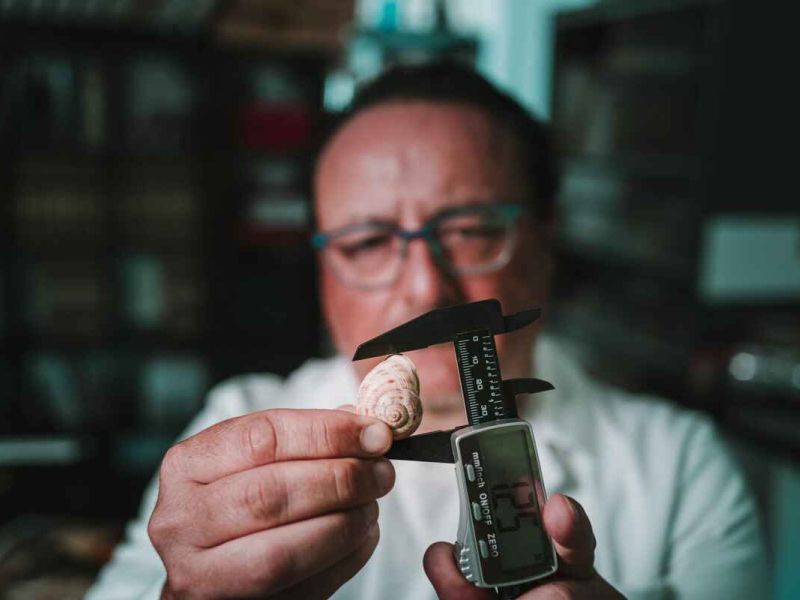 Crean una innovadora técnica de cría de caracoles terrestres a escala industrial