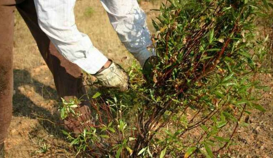 El Viso y el GDR Los Pedroches impulsan el proyecto Cirtus para explorar las posibilidades de la jara