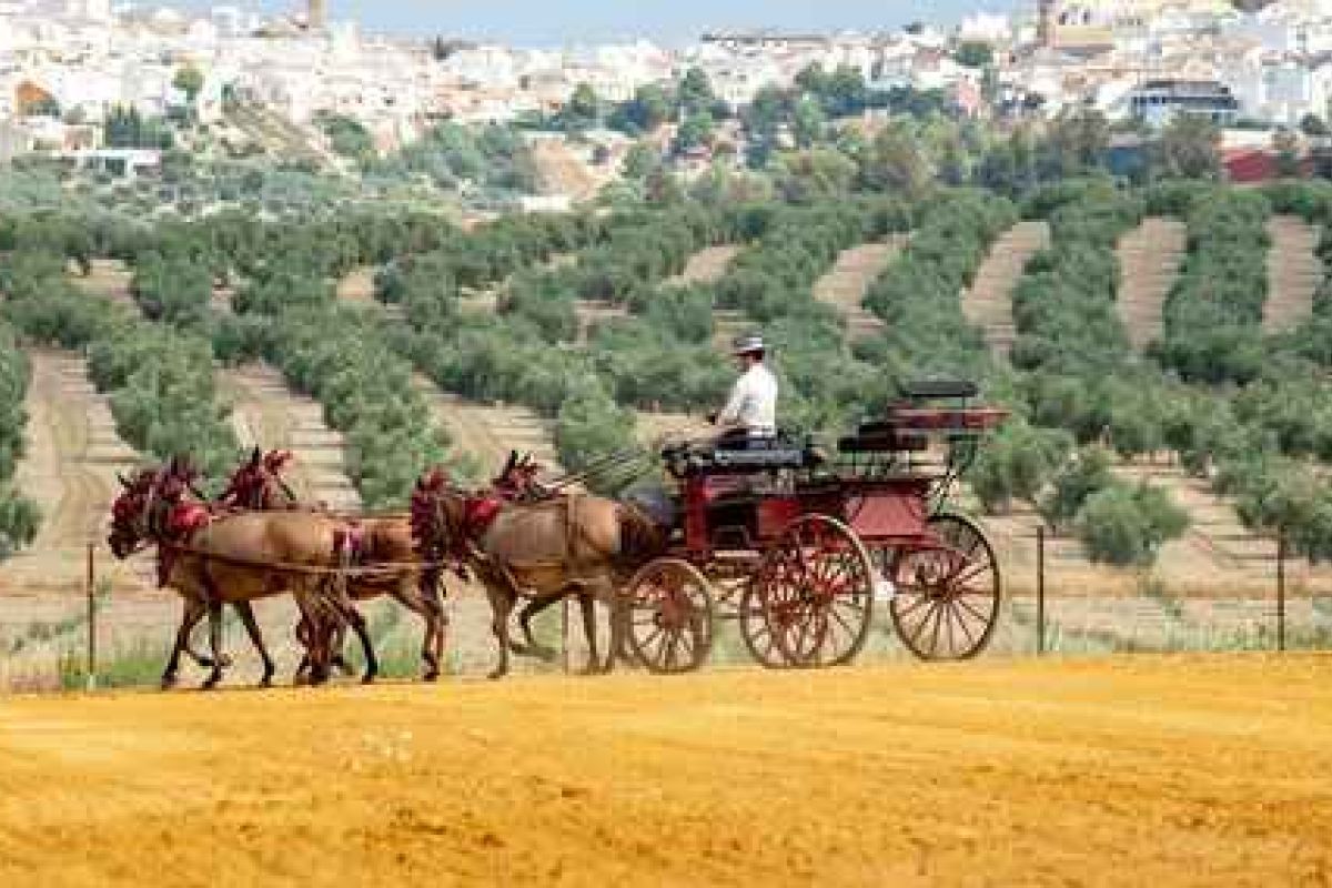 Oleoturismo en Jaén: un viaje a la esencia del olivo