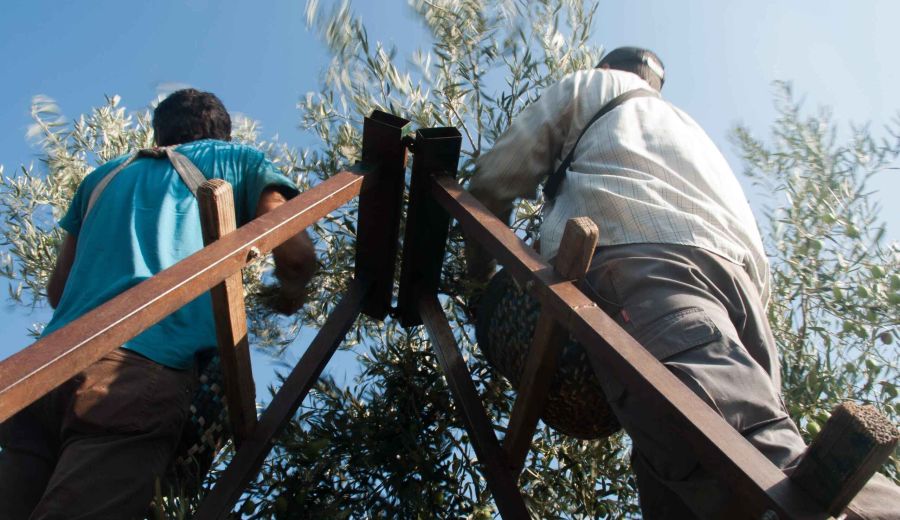 La Junta edita un folleto informativo con medidas para prevenir la COVID-19 en la agricultura