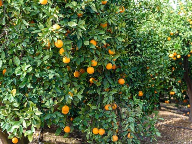 Economía circular para los cítricos de la Costa Occidental de Huelva