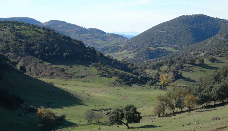Abierto el plazo de solicitud de las ayudas para incrementar el valor medioambiental de los ecosistemas forestales andaluces
