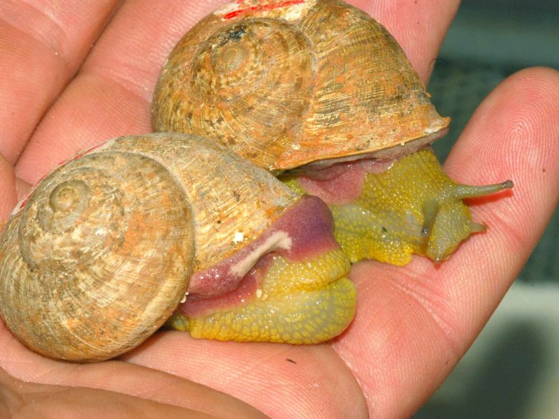 La helicicultura andaluza se moderniza con un nuevo sistema de alevinaje y engorde de caracoles