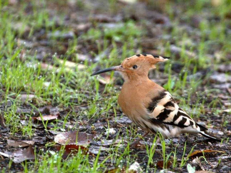 El GDR Sierra Morena Cordobesa promociona el orniturismo en el parque natural de Hornachuelos