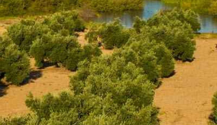 Estas son las normas transitorias que regirán en el campo europeo hasta la nueva PAC