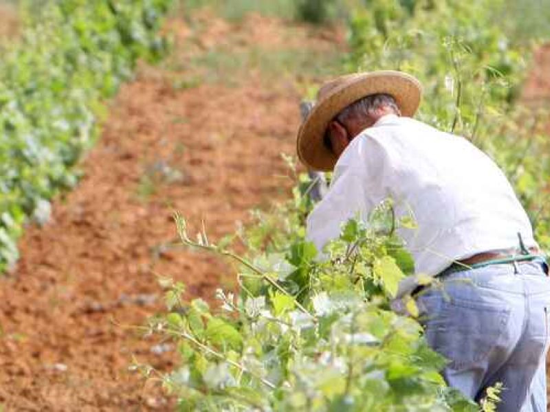 Arranca el proceso de mejora de los itinerarios para el turismo del vino en Chiclana de la mano del GDR Litoral de la Janda