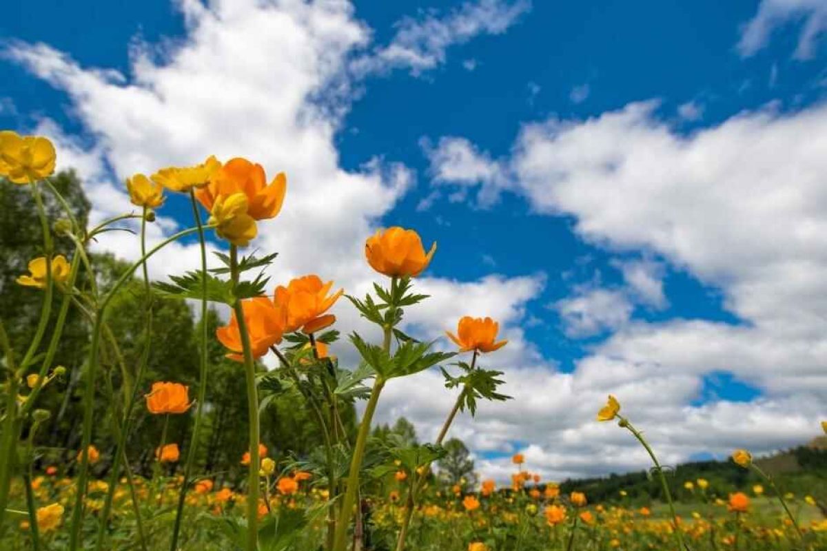 La naturaleza es garantía de salud física y mental