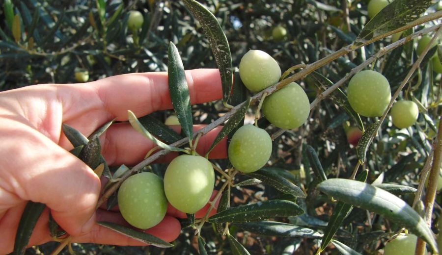 ¿Qué rebaja fiscal tienen los agricultores y ganaderos en régimen de módulos?