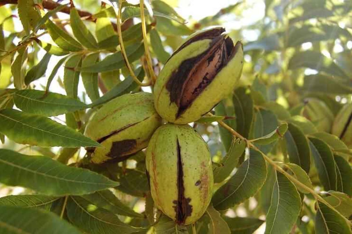 El GDR Valle del Guadalhorce presenta un estudio novedoso del cultivo de la nuez pacana y su adaptación al cambio climático