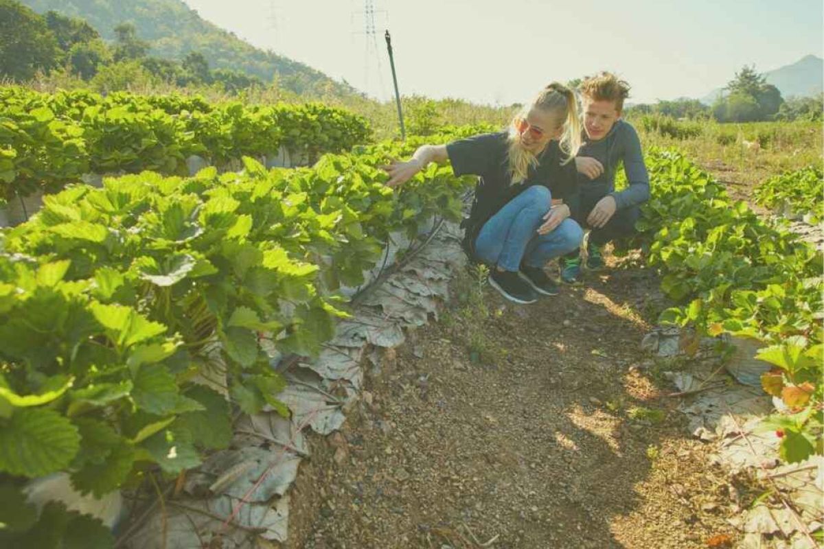 El GDR Campiña Alcores cierra la convocatoria de ayudas LEADER 2020 con 36 proyectos de desarrollo rural presentados