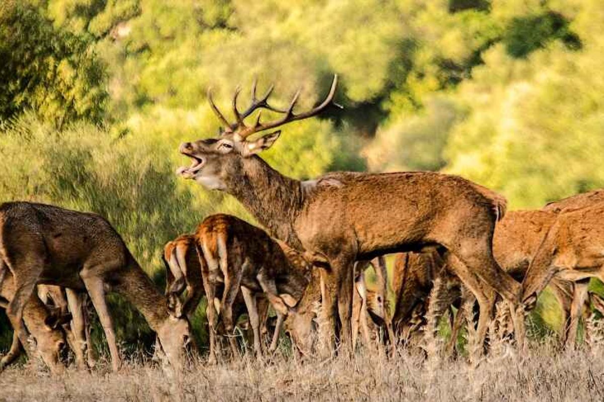Con el otoño, llega la berrea del ciervo al parque natural de Los Alcornocales