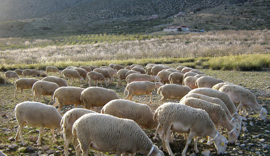 Altiplano, Guadix, Los Vélez y Sierra de Cazorla se unen con LEADER para impulsar la Indicación Geográfica Protegida “Cordero Segureño”
