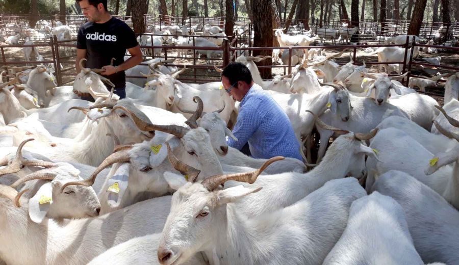 La Escuela de Pastores andaluza, reconocida a nivel nacional como actividad modelo de los Programas de Desarrollo Rural