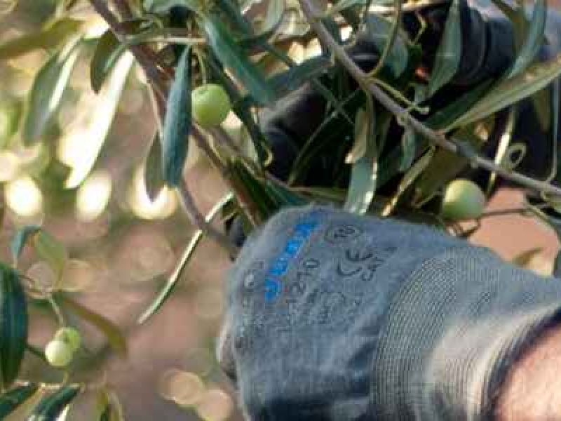 Arranca la campaña de verdeo con el sello de Indicación Geográfica Protegida Manzanilla y Gordal de Sevilla
