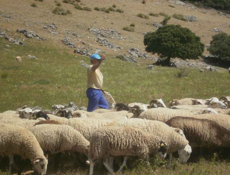 Andalucía aprueba su Estrategia de Ganadería Extensiva con 457 millones de euros hasta 2030