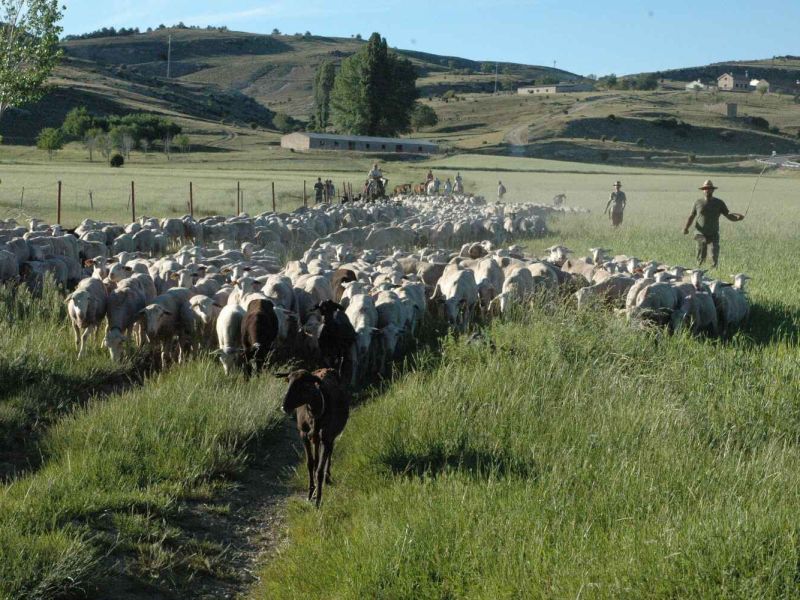 Abierto el plazo para solicitar plaza en la novena edición de la Escuela de Pastores de Andalucía, que se celebrará en Ronda