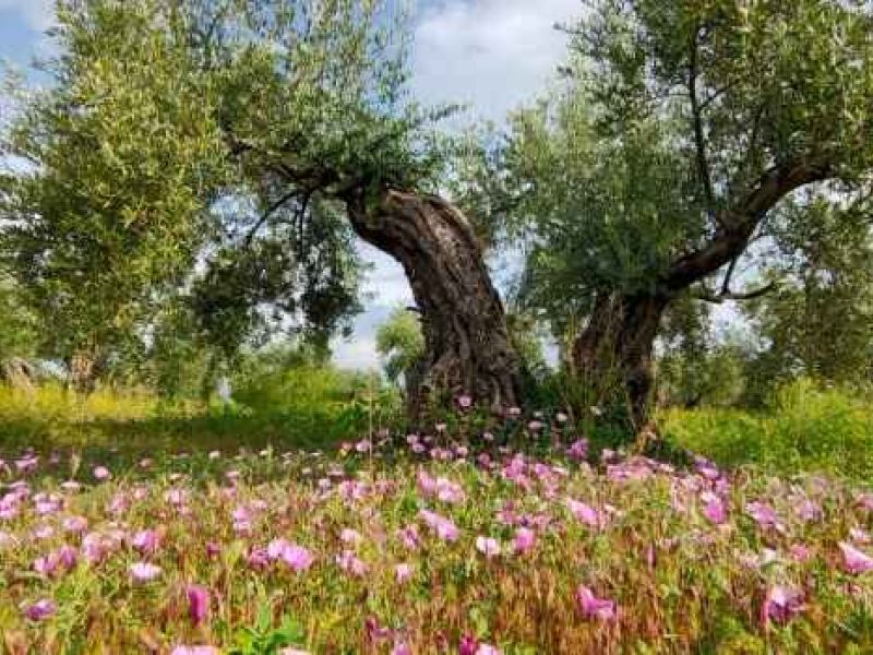 El modelo de olivicultura sostenible y rentable promovido por SEO/BirdLife se extiende a otras regiones europeas