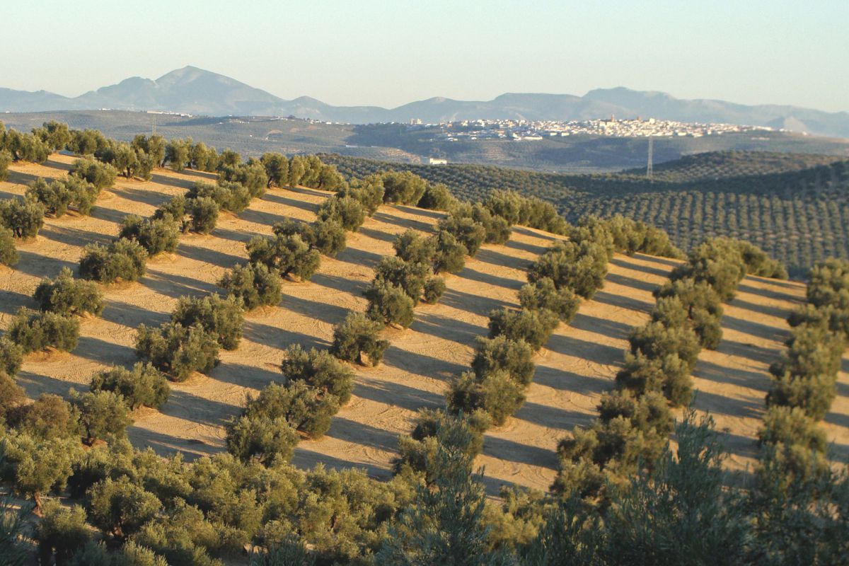 Presentan en Expoliva un proyecto innovador sobre cubiertas herbáceas en diferentes tipos de olivar