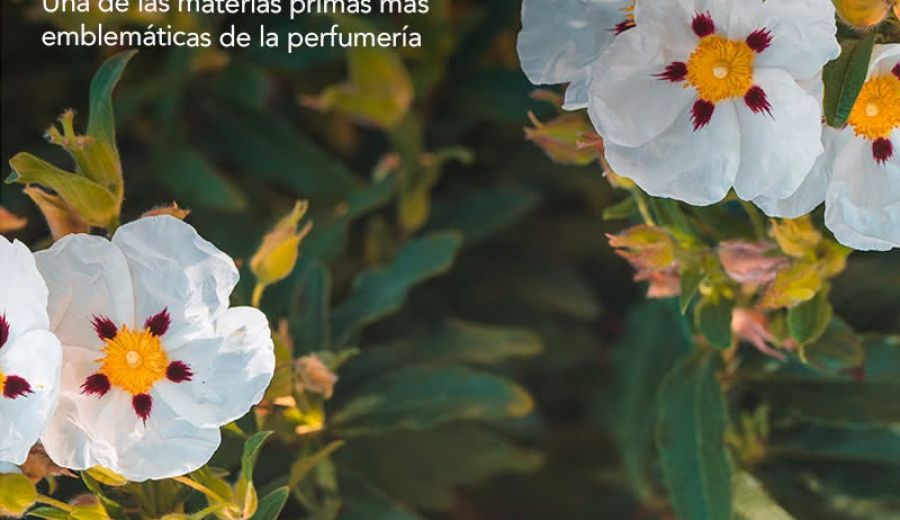La Jara del Andévalo recibe el Premio Sostenibilidad y Patrimonio Olfativo de la Academia del Perfume 2026