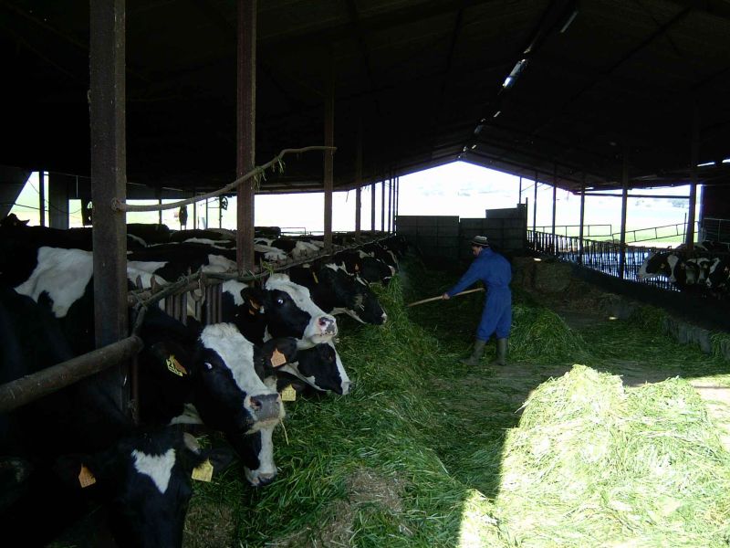 Un informe del GDR Los Pedroches plantea la necesidad de gestionar los residuos de la ganadería intensiva de la comarca