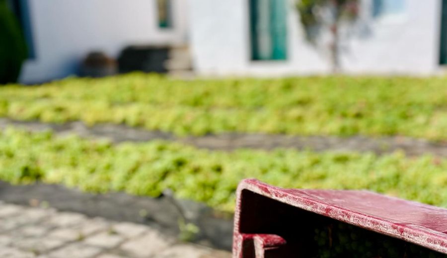 Netzero_Doñana: el sector vitivinícola, comprometido con la sostenibilidad ambiental y cuidado del territorio
