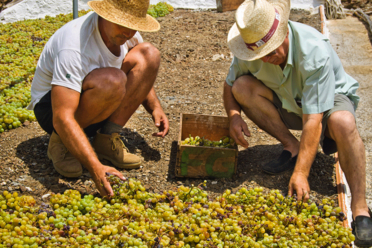 Crece Andalucía, un programa gratuito de asesoramiento a las empresas agrícolas y rurales