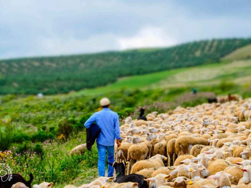 Altiplano de Granada organiza talleres de cocina del cordero segureño en el sector de la  hostelería