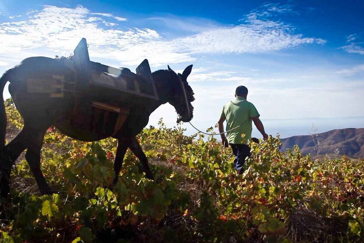 Seminario sobre Buenas prácticas en enoturismo en el Valle de Lecrín