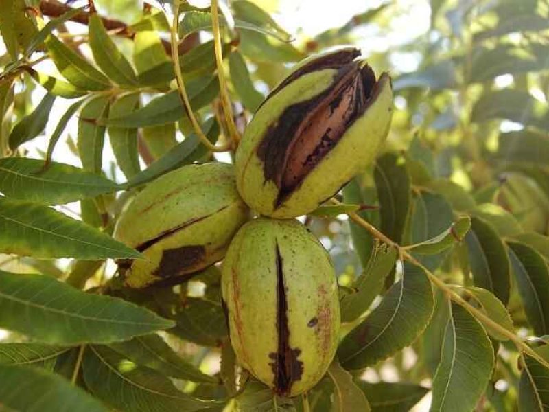 El GDR Valle del Guadalhorce presenta un estudio novedoso del cultivo de la nuez pacana y su adaptación al cambio climático