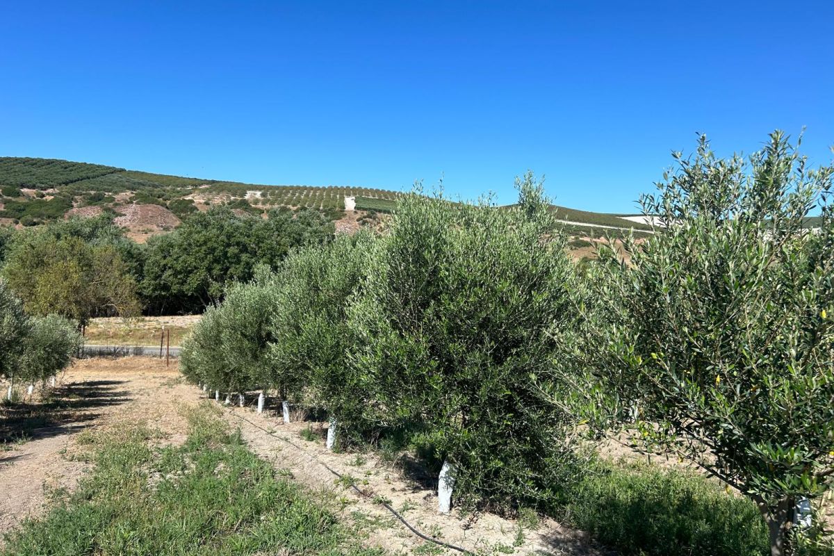 ‘Legado Andaluz’, el exitoso y premiado proyecto oleícola de Torrecera