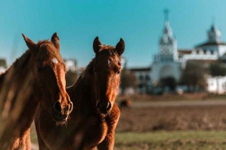 img venta mauro 005 d2c441bf