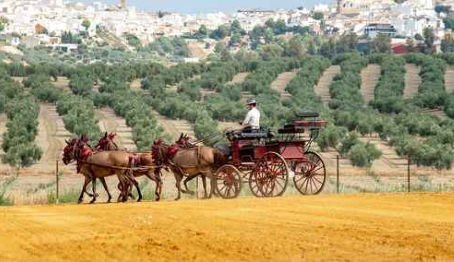 Oleoturismo en Jaén: un viaje a la esencia del olivo
