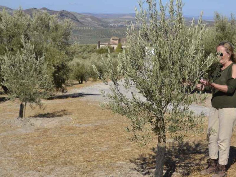 Oleoempodera: igualdad en las cooperativas agrícolas de la Sierra Sur de Jaén