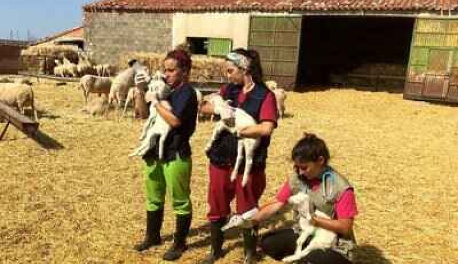 La Diputación y Universidad de Zaragoza ponen en marcha la segunda edición de  Desafío, su programa de prácticas en el medio rural zamorano