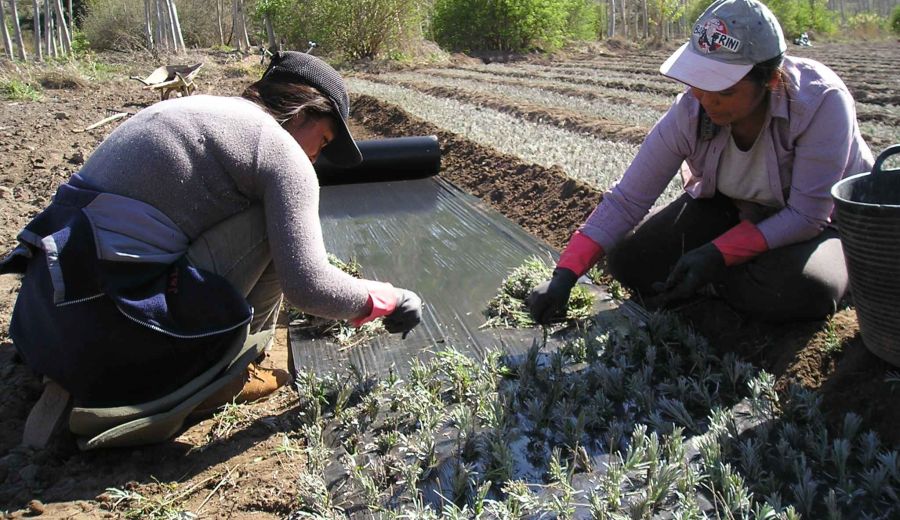 Aprobadas las bases reguladoras de subvenciones a entidades de mujeres rurales para impulsar el papel de la mujer en el desarrollo rural