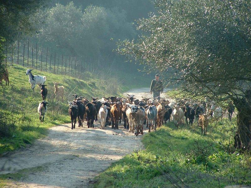 Participa en el programa Rural Experimenta sobre razas autóctonas ganaderas en la Sierra de Grazalema