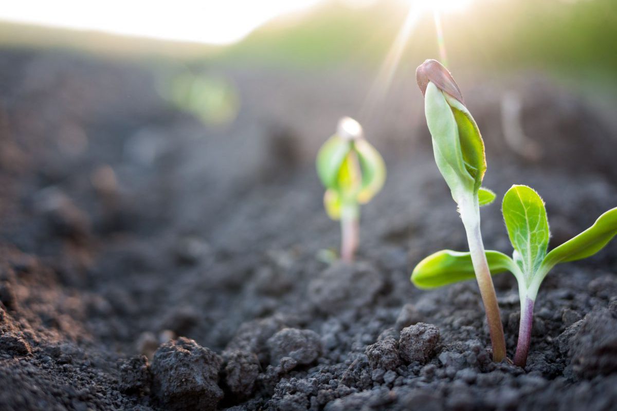 Convocatoria de ayudas para proyectos innovadores por Grupos Operativos